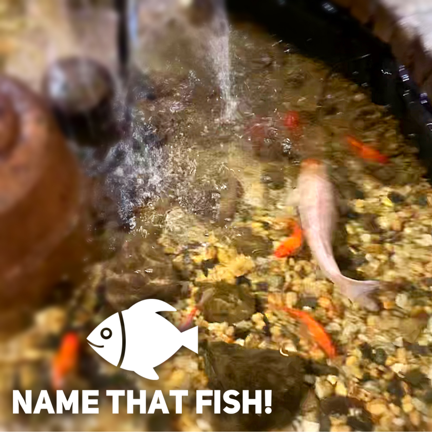 Name that Fish Contest!